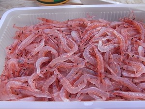 由比漁港 買ったばかりの生桜えび