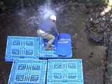 川にそばの実をさらす1