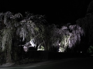 角館武家屋敷 角館樺細工伝承館 ライトアップされた枝垂れ桜