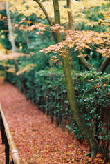 高桐院4