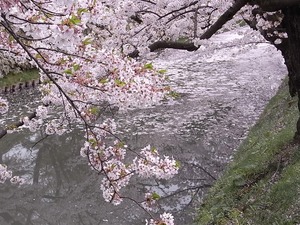 弘前城お堀の周りの辛うじて見頃の桜とお堀に散った花びら