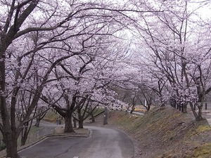 天童公園(舞鶴山)満開の桜並木