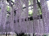 玉敷公園藤の花08
