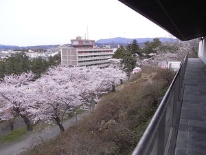 本荘公園修身館からの満開の桜並木の眺め1