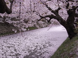 徐々に桜の花びらで埋め尽くされていく弘前城のお堀
