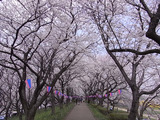 権現堂桜堤の堤の上3