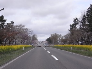 八郎潟11kmの菜の花と桜並木 大潟富士手前