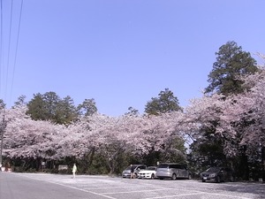 太平山謙信平駐車場を取り囲む桜を下から