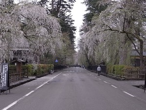 角館 しだれ桜の咲く早朝の武家屋敷を道路中央から見る