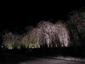 角館武家屋敷 角館樺細工伝承館 ライトアップされたしだれ桜たち