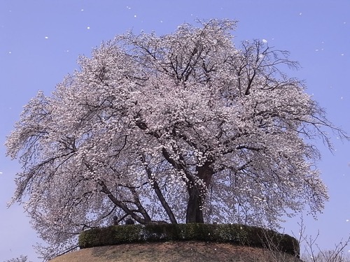 つがの里桜