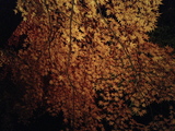 長瀞紅葉2