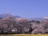実相寺境内の外から桜を見る4