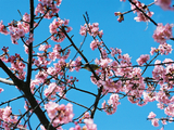 河津桜09