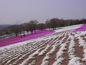 太田北部運動公園おおた芝桜まつり 白い芝桜