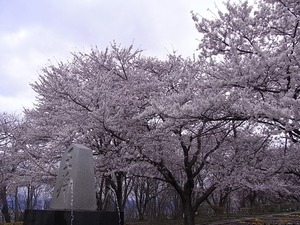 天童公園(舞鶴山)王将を囲む満開の桜斜め