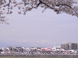 北上展勝地 北上川にかけられた鯉のぼり3