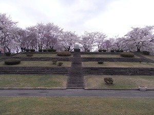 天童公園(舞鶴山)王将を囲む満開の桜正面