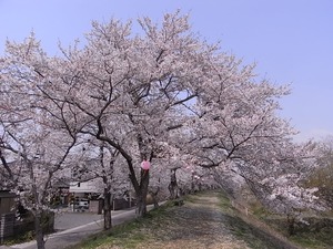 金崎のさくらまつり桜のトンネル風