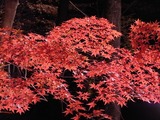 長瀞紅葉ライトアップ13