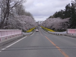八郎潟11kmの菜の花と桜並木 大潟富士の橋を越えたところ