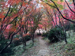 もみじ谷の階段を上る