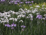 花菖蒲の花畑3