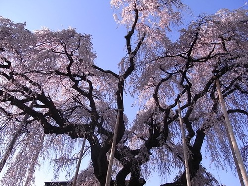 慈雲寺のイトザクラ