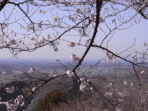 太平山 謙信平の桜アップ1