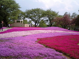 館林フラワーガーデン芝桜1