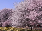 実相寺境内の桜たち2