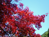 大芦渓谷の紅葉06