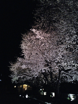自由学園明日館の夜桜08