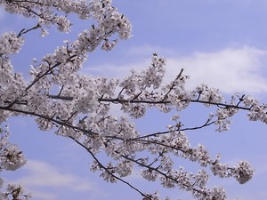 北上展勝地 びっしり花を咲かせた桜の枝