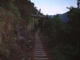 屋久島荒川林道トロッコ道04