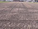 芽が出てきたばかりのそば畑
