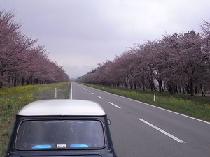大潟村桜・菜の花ロード 11kmの桜並木 桜が比較的咲いているところ