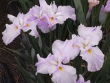 立体感ある花菖蒲3