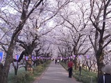 幸手権現堂堤の桜16