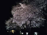 自由学園明日館の夜桜