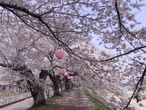 金崎のさくらまつり低すぎる枝振り