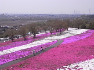 太田北部運動公園おおた芝桜まつり 展望台からの眺め
