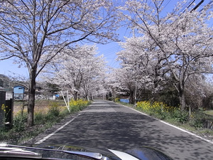 太平山遊覧道路 桜のトンネル2