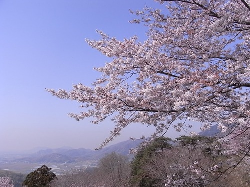 太平山さくらまつり
