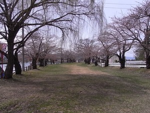 真人公園の桜