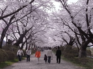 北上展勝地 満開の桜のトンネル4