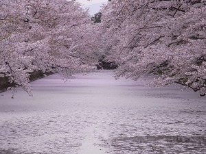 弘前城追手門側から見た桜の花びらで埋め尽くされたお堀