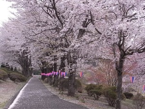 つがの里の桜並木