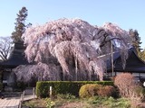 慈雲寺イトザクラ全景