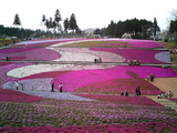 羊山公園の芝桜12
